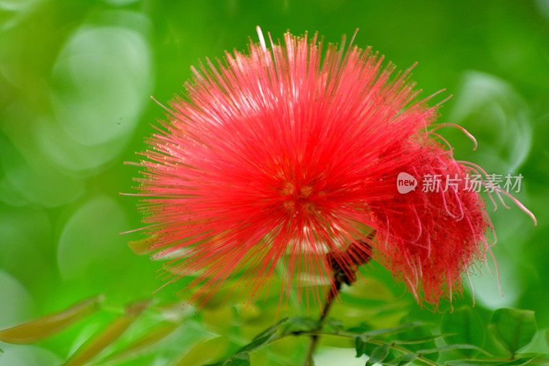 红粉扑/白花白花